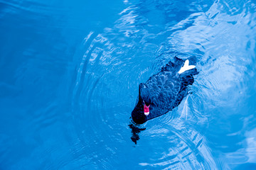 Obraz premium Ducks floating in the canal.