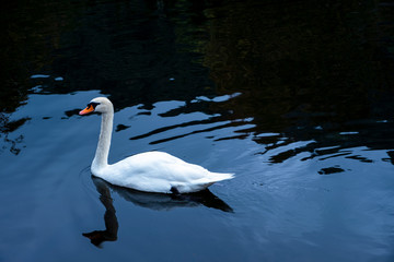Fototapeta premium White goose floating in the canal.