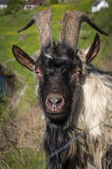 Black with white goat (cross Göingeget or swedish breed) head close-up with horns