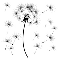 graphic drawing of parachute dandelion