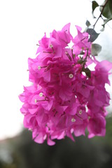 flowers in fields and parks