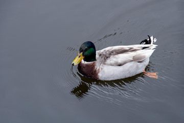 Ducks floating in the canal.