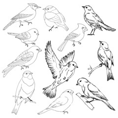 set of pictures of birds in black and white