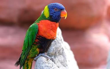 Portrait of a small colorful parrot sitting on a branch. Tropical bird, lory family. Red, blue, yellow and green colors. Close up view of the animal with a blur background. Multicolored feathers.