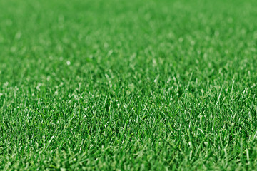 Side view of the lawn. Green fresh natural bright grass with shallow depth of field. Blurred abstract texture background.