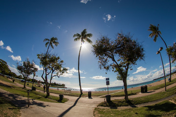 ハワイアラモアナ公園のガジュマロの木々とビーチ