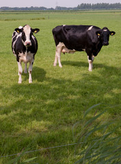 Cows grazing  in Dutch meadow Netherlands