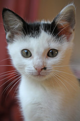 White Kitten with beauty spot