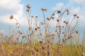 Wild thorns in open wild