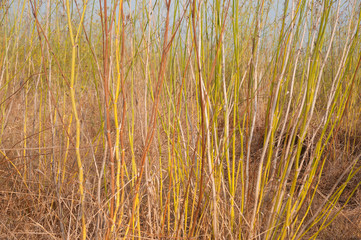 Wild Fennel