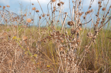 Wild thorns in open wild