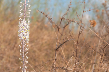Squill and thorns in open ground