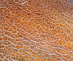 melon lies on the table