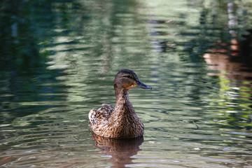 A duck in a pond, with waves on the surface of the water.