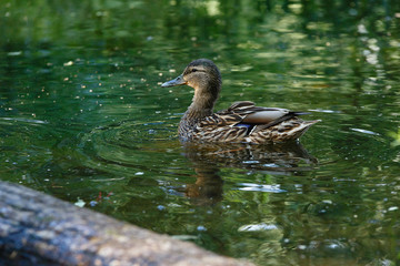 A duck in a pond, with waves on the surface of the water.