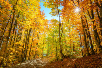 Obraz premium Wow Autumn forest background with real sun and vibrant leaves