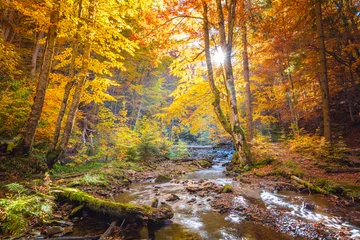 Fotobehang Bos rivier Herfst in wild bos - levendige bosbomen en snelle rivier met stenen  © Taiga