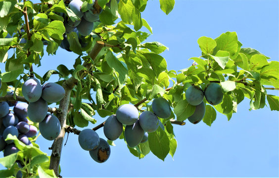 Zwetschgenbaum