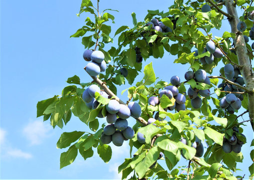 Zwetschgenbaum