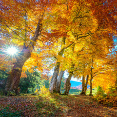 Real Sun in Autumn landscape - tall forest golden trees with sunlight, panoramic