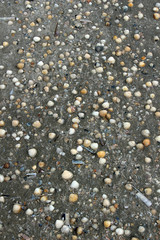 Viele Muscheln