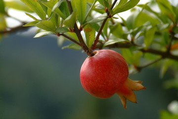 Branch with pomegranate fruits