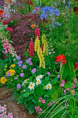 A colourful border with wild planting of mixed flowers including Scambiosa,  Lupins and Agapanthus