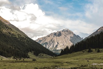 アルティンアラシャン