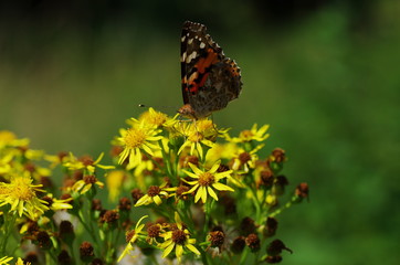 Butterfly 1