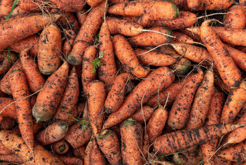 texture of carrots collected in the garden