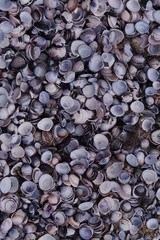 freshwater clam, corbiculacea