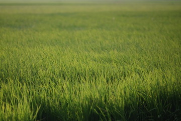 Rice Field