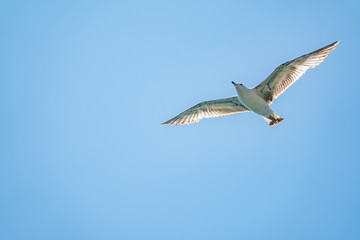 Sea gull in the clear blue sky.