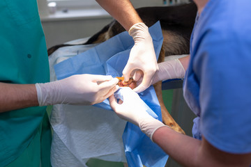 Veterinarian doctor and female assistant performing a surgery on an animal at clinic