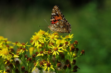 Butterfly 3