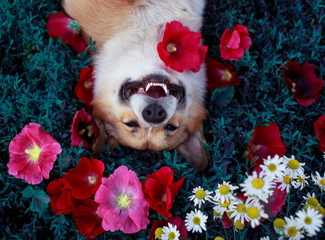 cute puppy dog Corgi lies in the lush grass among the beautiful flowers and pretty smiling on a warm summer day with his mouth open and his eyes closed