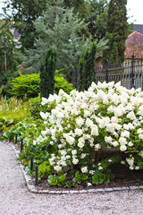 white hydrangea bushes in the garden in the park