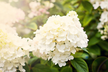 Hydrangea, soft focus, noise added. Beautiful flowers. Beauty in nature.  Hydrangea macrophylla - Beautiful bush of hydrangea flowers in a flowers market