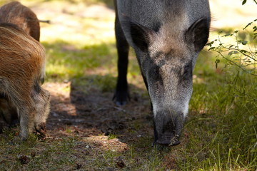 Family of wild boars fed by tourists
