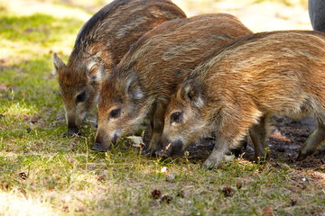 Family of wild boars fed by tourists