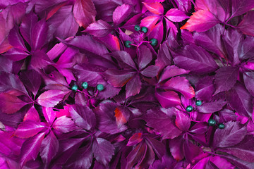 Red autumn leaves on a wooden background. Frame of autumn leaves.