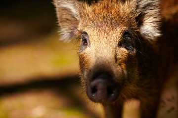 Young Boars Close Up