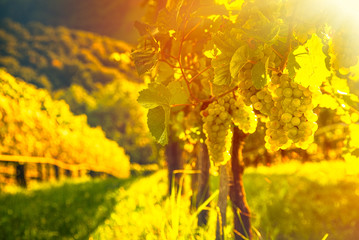 Green grapes on vine over bright background