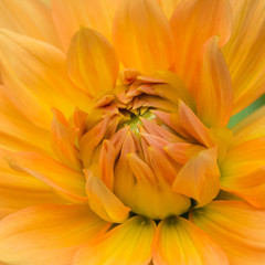 Obraz premium Orange Dahlia