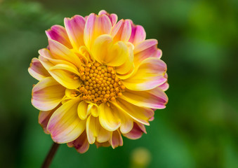 Pretty Dahlia
