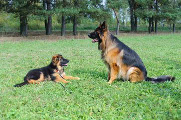 Large and small: dog behavior. Cute german shepherd puppy and large adult male german shepherd dog looking at each other.