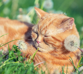 Cute ginger kitten lies on a lawn of dandelion