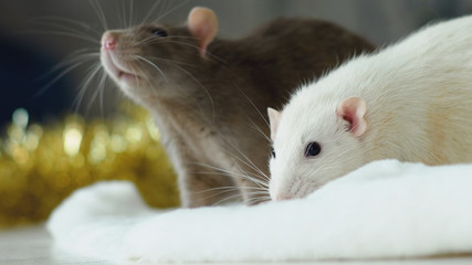 Closeup of gray and white rat against sparkling christmas garland. The rat is the symbol of the coming new year according to the eastern calendar 