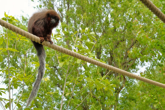 Red titi monkey climbing on a branch in natural habitat