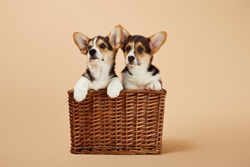 cute fluffy corgi puppies in wicker basket on beige background